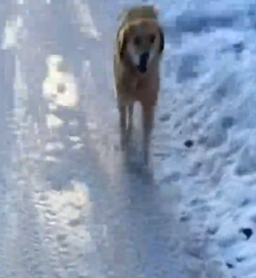 Part2 Animals Rescue #dogrescue #rescuedog #dogsofttiktok #foryoupage #foryou #dogs