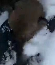 Part2 Animals Rescue #dogrescue #rescuedog #dogsofttiktok #foryoupage #foryou #dogs