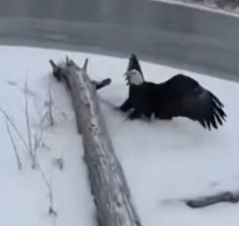 Part2 Animals Rescue #dogrescue #rescuedog #dogsofttiktok #foryoupage #foryou #dogs