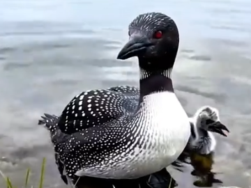 Part2 Animals Rescue #dogrescue #rescuedog #dogsofttiktok #foryoupage #foryou #dogs