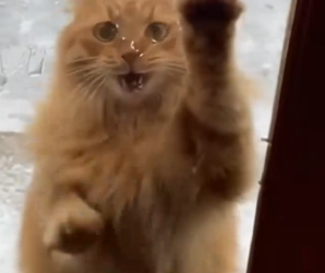 Part2 Animals Rescue #dogrescue #rescuedog #dogsofttiktok #foryoupage #foryou #dogs