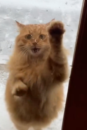 Part2 Animals Rescue #dogrescue #rescuedog #dogsofttiktok #foryoupage #foryou #dogs