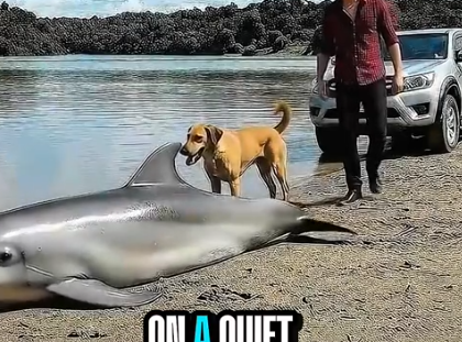 Part2 Animals Rescue #dogrescue #rescuedog #dogsofttiktok #foryoupage #foryou #dogs