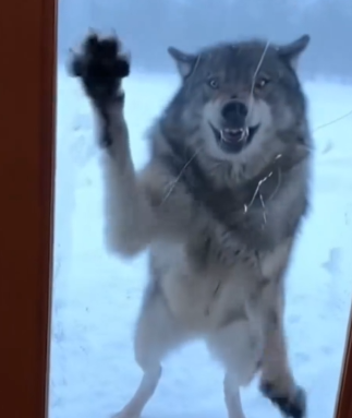 Part2 Animals Rescue #dogrescue #rescuedog #dogsofttiktok #foryoupage #foryou #dogs