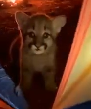 Part2 Animals Rescue #dogrescue #rescuedog #dogsofttiktok #foryoupage #foryou #dogs