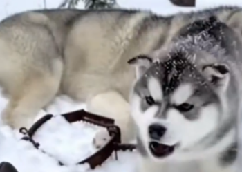 Part2 Animals Rescue #dogrescue #rescuedog #dogsofttiktok #foryoupage #foryou #dogs