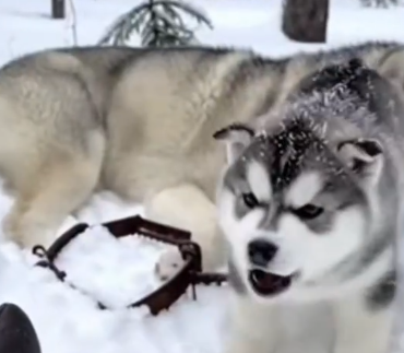 Part2 Animals Rescue #dogrescue #rescuedog #dogsofttiktok #foryoupage #foryou #dogs