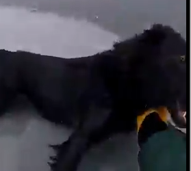 Part2 Animals Rescue #dogrescue #rescuedog #dogsofttiktok #foryoupage #foryou #dogs