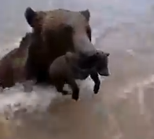 Part2 Animals Rescue #dogrescue #rescuedog #dogsofttiktok #foryoupage #foryou #dogs