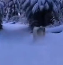 Part2 Animals Rescue #dogrescue #rescuedog #dogsofttiktok #foryoupage #foryou #dogs