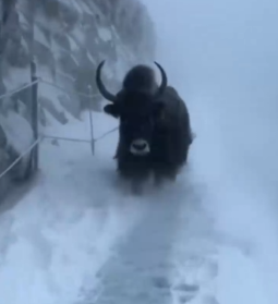 Part2 Animals Rescue #dogrescue #rescuedog #dogsofttiktok #foryoupage #foryou #dogs