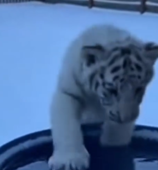 Part2 Animals Rescue #dogrescue #rescuedog #dogsofttiktok #foryoupage #foryou #dogs