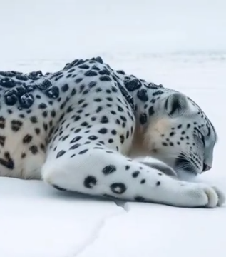 Part2 Animals Rescue #dogrescue #rescuedog #dogsofttiktok #foryoupage #foryou #dogs