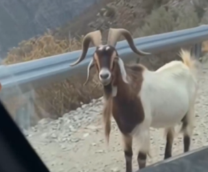 Part2 Animals Rescue #dogrescue #rescuedog #dogsofttiktok #foryoupage #foryou #dogs