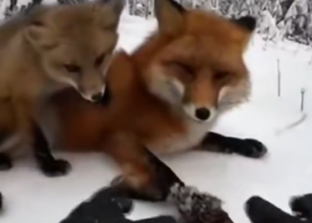 Part2 Animals Rescue #dogrescue #rescuedog #dogsofttiktok #foryoupage #foryou #dogs