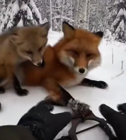 Part2 Animals Rescue #dogrescue #rescuedog #dogsofttiktok #foryoupage #foryou #dogs