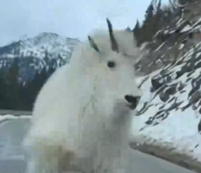 Part2 Animals Rescue #dogrescue #rescuedog #dogsofttiktok #foryoupage #foryou #dogs