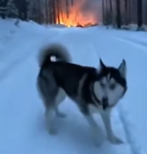 Part2 Animals Rescue #dogrescue #rescuedog #dogsofttiktok #foryoupage #foryou #dogs