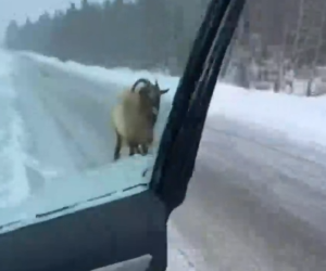 Part2 Animals Rescue #dogrescue #rescuedog #dogsofttiktok #foryoupage #foryou #dogs