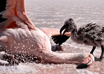 Part2 Animals Rescue #dogrescue #rescuedog #dogsofttiktok #foryoupage #foryou #dogs