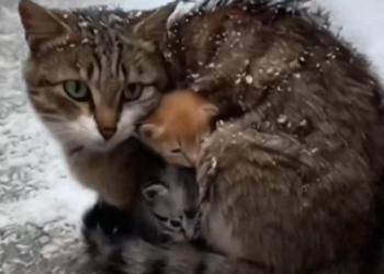 Part2 Animals Rescue #dogrescue #rescuedog #dogsofttiktok #foryoupage #foryou #dogs