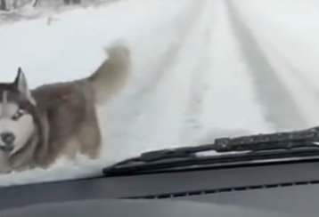 Part2 Animals Rescue #dogrescue #rescuedog #dogsofttiktok #foryoupage #foryou #dogs