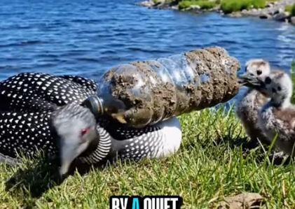 Part2 Animals Rescue #dogrescue #rescuedog #dogsofttiktok #foryoupage #foryou #dogs