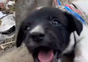 Part2 Animals Rescue #dogrescue #rescuedog #dogsofttiktok #foryoupage #foryou #dogs