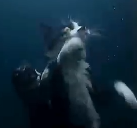 Part2 Animals Rescue #dogrescue #rescuedog #dogsofttiktok #foryoupage #foryou #dogs