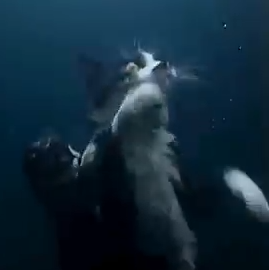 Part2 Animals Rescue #dogrescue #rescuedog #dogsofttiktok #foryoupage #foryou #dogs