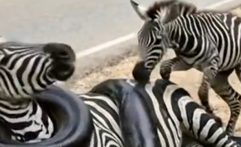 Part2 Animals Rescue #dogrescue #rescuedog #dogsofttiktok #foryoupage #foryou #dogs