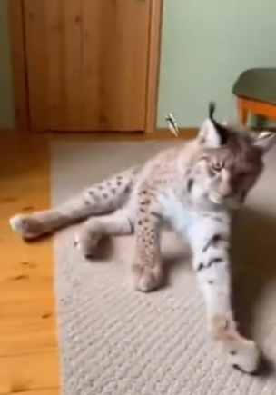 Part2 Animals Rescue #dogrescue #rescuedog #dogsofttiktok #foryoupage #foryou #dogs