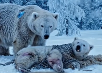 Part2 Animals Rescue #dogrescue #rescuedog #dogsofttiktok #foryoupage #foryou #dogs