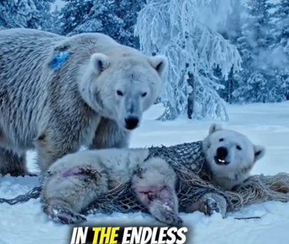 Part2 Animals Rescue #dogrescue #rescuedog #dogsofttiktok #foryoupage #foryou #dogs