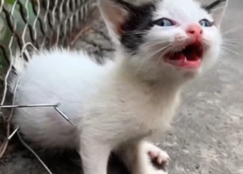 Part2 Animals Rescue #dogrescue #rescuedog #dogsofttiktok #foryoupage #foryou #dogs