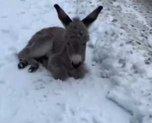 Part2 Animals Rescue #dogrescue #rescuedog #dogsofttiktok #foryoupage #foryou #dogs