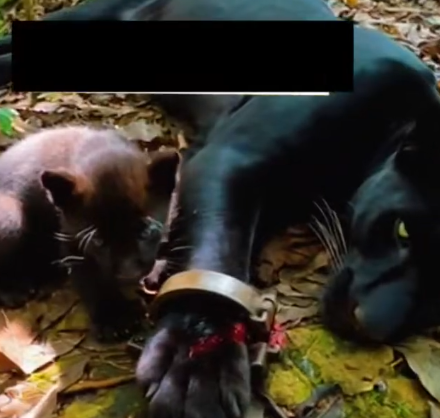 Part2 Animals Rescue #dogrescue #rescuedog #dogsofttiktok #foryoupage #foryou #dogs