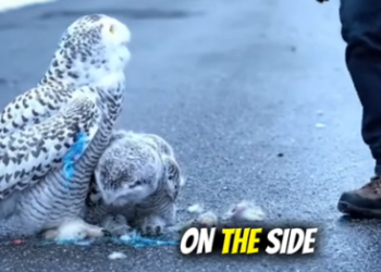 Part2 Animals Rescue #dogrescue #rescuedog #dogsofttiktok #foryoupage #foryou #dogs