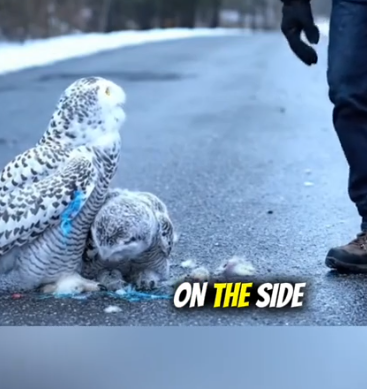 Part2 Animals Rescue #dogrescue #rescuedog #dogsofttiktok #foryoupage #foryou #dogs