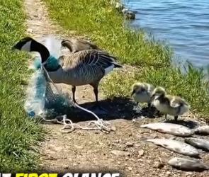 Part2 Animals Rescue #dogrescue #rescuedog #dogsofttiktok #foryoupage #foryou #dogs