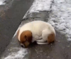 Part2 Animals Rescue #dogrescue #rescuedog #dogsofttiktok #foryoupage #foryou #dogs