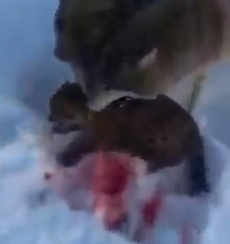 Part2 Animals Rescue #dogrescue #rescuedog #dogsofttiktok #foryoupage #foryou #dogs