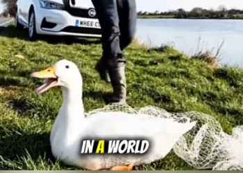 Part2 Animals Rescue #dogrescue #rescuedog #dogsofttiktok #foryoupage #foryou #dogs