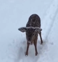 Part2 Animals Rescue #dogrescue #rescuedog #dogsofttiktok #foryoupage #foryou #dogs