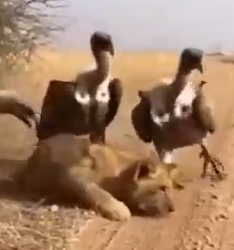 Part2 Animals Rescue #dogrescue #rescuedog #dogsofttiktok #foryoupage #foryou #dogs