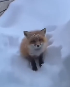 Part2 Animals Rescue #dogrescue #rescuedog #dogsofttiktok #foryoupage #foryou #dogs