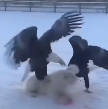 Part2 Animals Rescue #dogrescue #rescuedog #dogsofttiktok #foryoupage #foryou #dogs