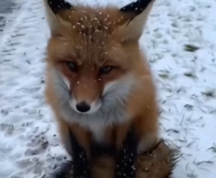 Part2 Animals Rescue #dogrescue #rescuedog #dogsofttiktok #foryoupage #foryou #dogs