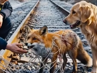 Part2 Animals Rescue #dogrescue #rescuedog #dogsofttiktok #foryoupage #foryou #dogs