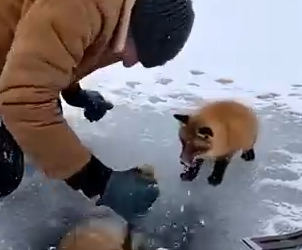 Part2 Animals Rescue #dogrescue #rescuedog #dogsofttiktok #foryoupage #foryou #dogs